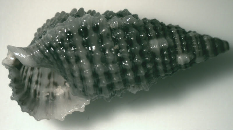 The Fascinating And Amazing World of Dwarf Cerith Snails