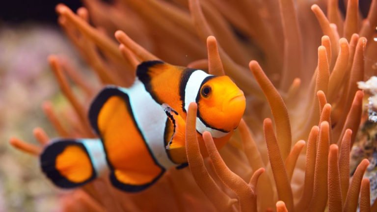 5 Most Beautiful And Easy Anemone For Clownfish