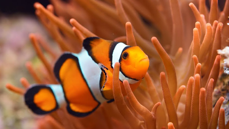 5 Most Beautiful And Easy Anemone For Clownfish