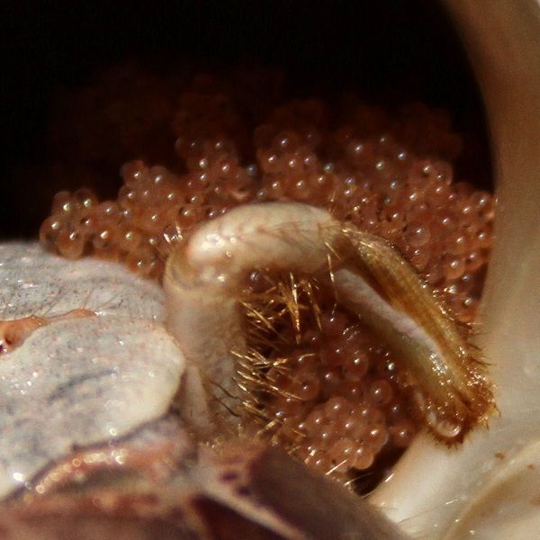 Eggs On The Female Hermit Crab