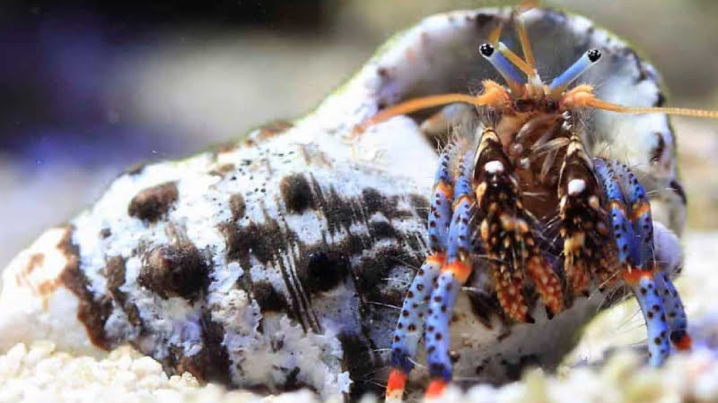Electric Blue Hermit Crab Lifespan - Top 6 Interesting Secret