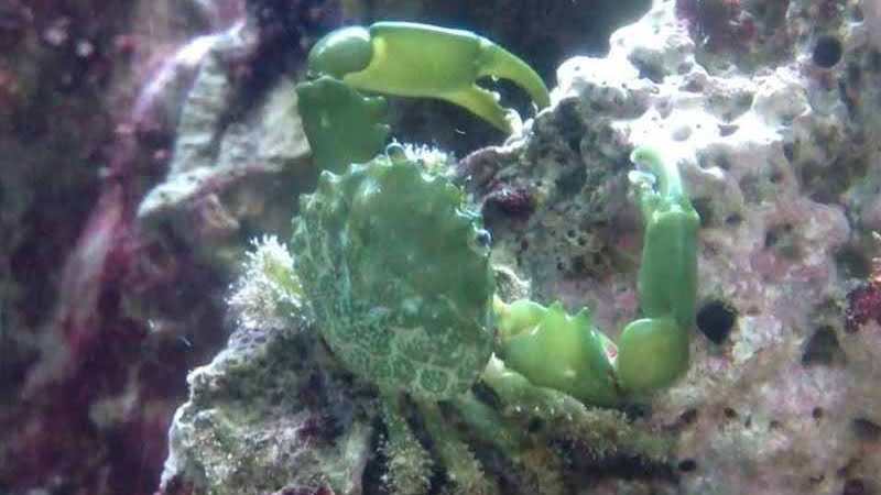 What Is Emerald Crab Lifespan? How To Take Care Properly?