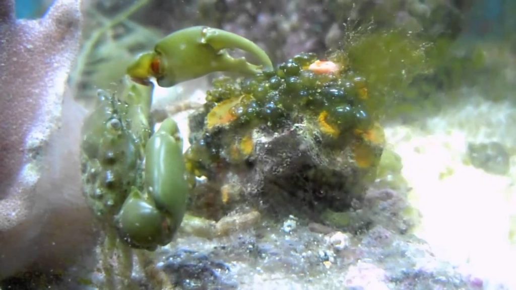 Emerald crabs eat bubble algae