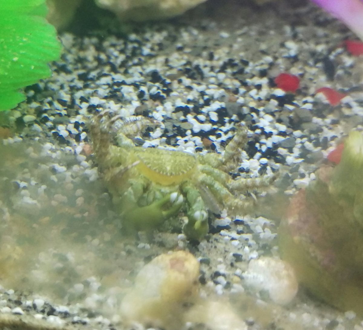 How Often Do Emerald Crabs Molt? Are They Dead Or Molting?