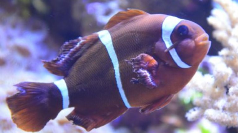 7 Process To Give Freshwater Dip Clownfish And Top 3 Tips