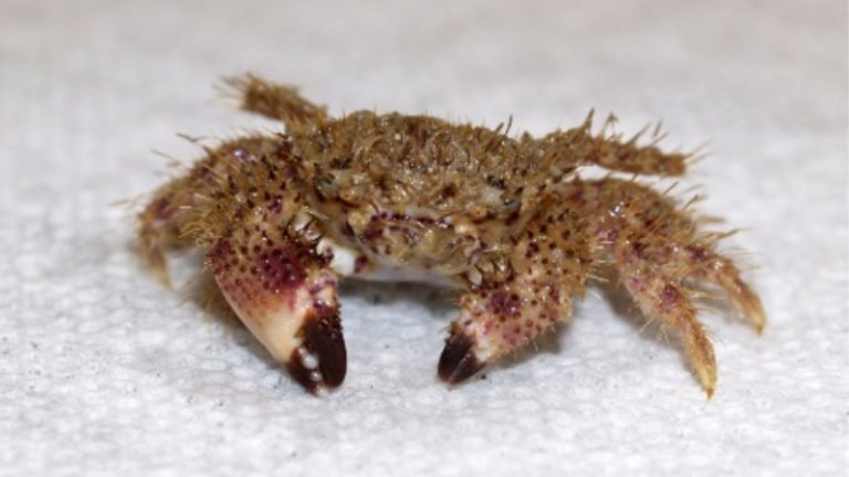 Why Gorilla Crabs Are Bad Hitchhiker And How To Remove?