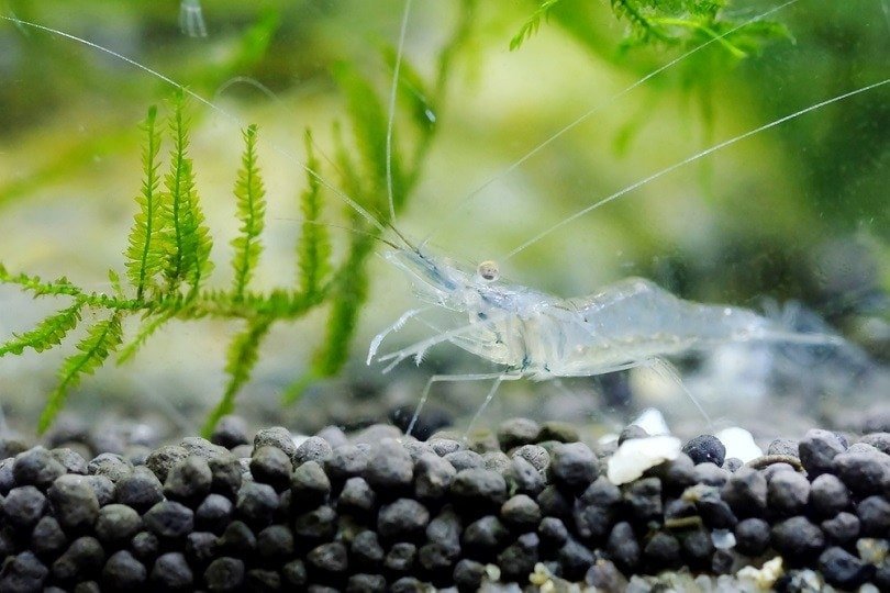 Grass shrimp eat algae