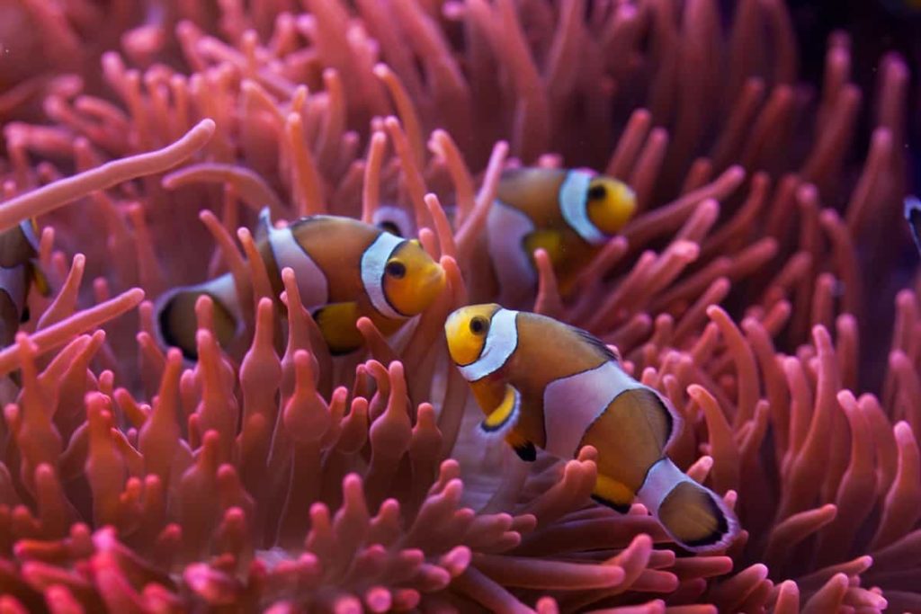 Clownfish Hosting Hammer Coral - Top 4 Facts about Hammer Coral