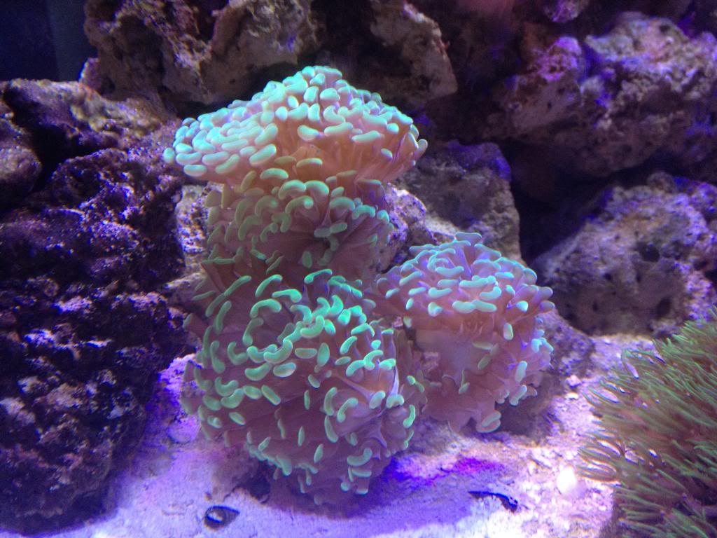 Hammer Corals