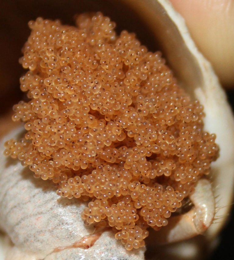 Top 5 Cute and Fun Facts About Saltwater Hermit Crab Eggs