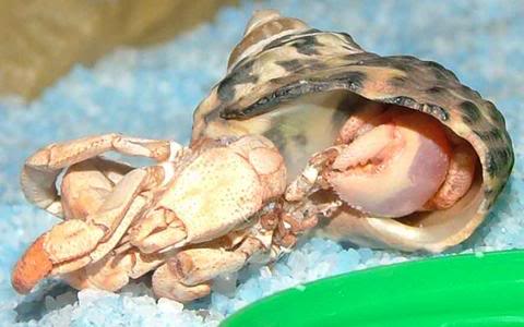 Hermit crab molting