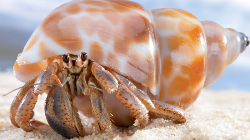 Curious about Hermit Crab Not Moving: What is going on?