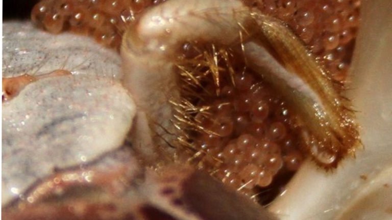 Learning Top 5 Unbelievable Facts About Hermit Crab Pregnant