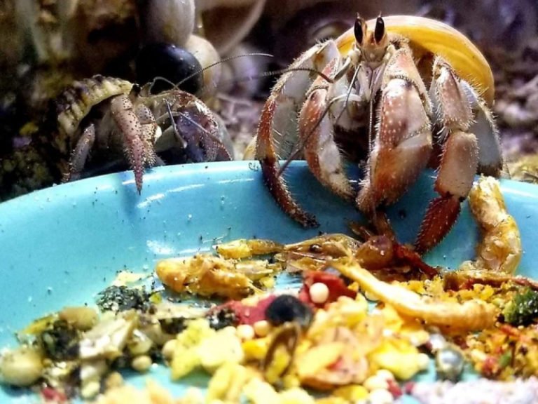 Do Hermit Crabs Eat Coral? (The Best Diet For Hermit Crabs)