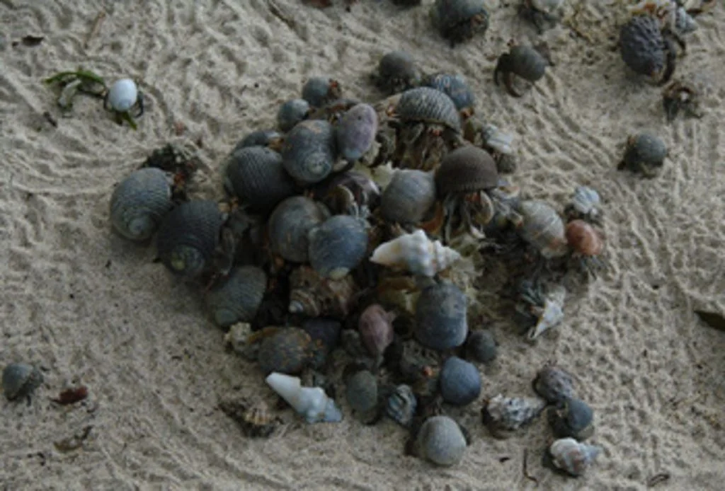 Hermit crabs steal the shells of others and move in