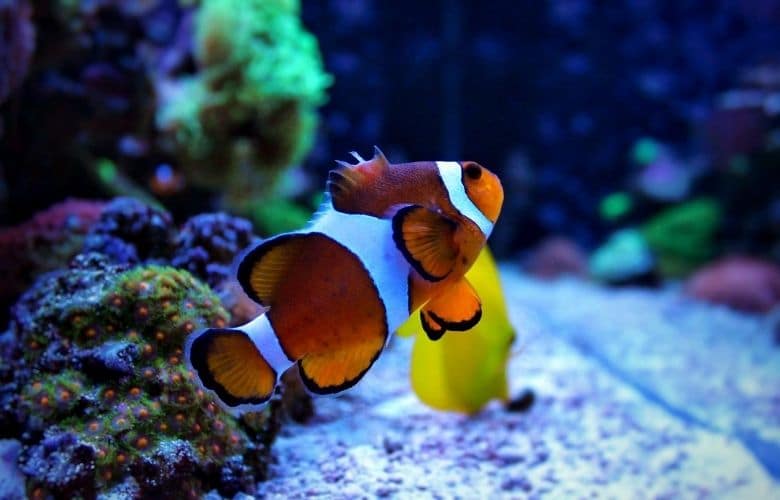 How Fast Do Clownfish Grow?