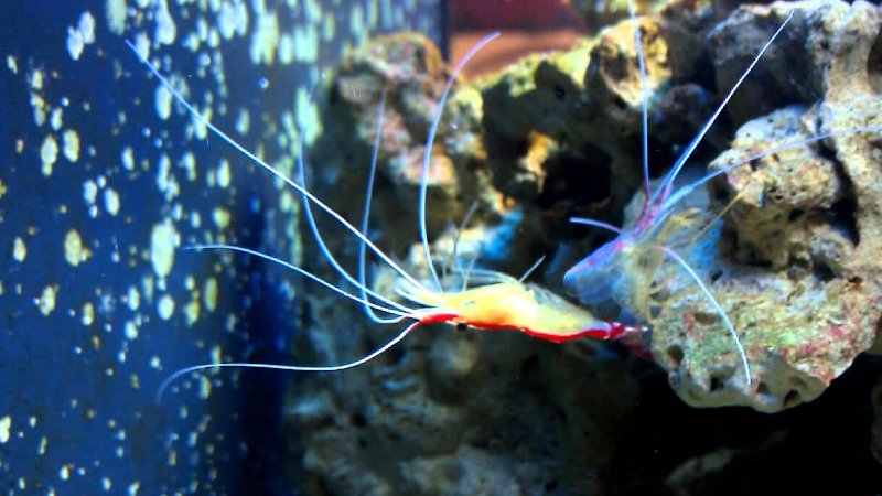 How Is Cleaner Shrimp Molting? 5 Facts About Cleaner Shrimp
