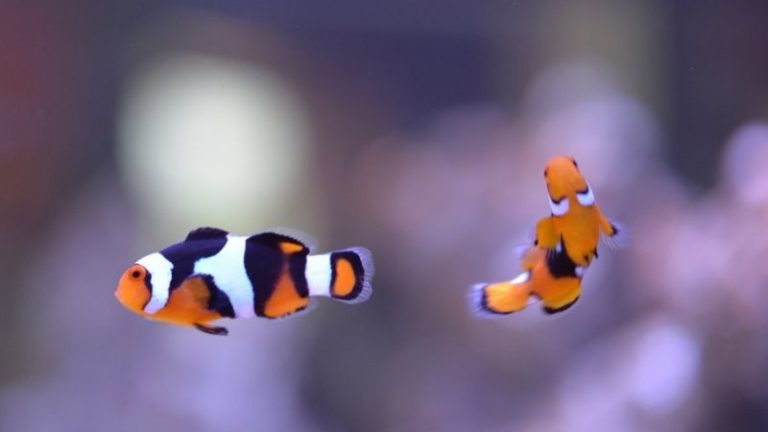 how many clownfish can you have in a tank