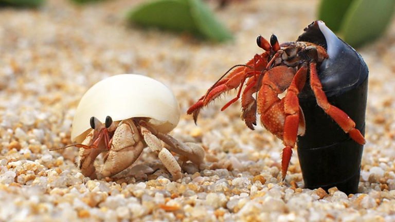 How Many Hermit Crabs Per Gallon? (4 Questions To Decide)
