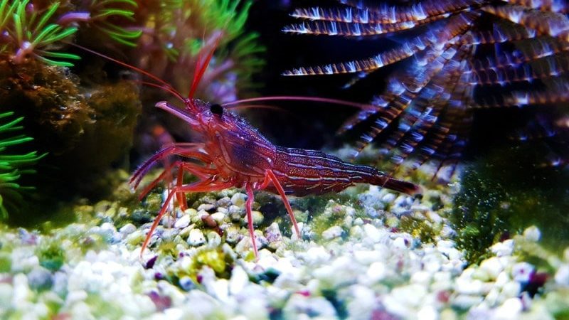 how many peppermint shrimp per gallon