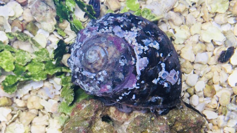 How Many Turbo Snails Per Gallon? - Ultimate Keeping Guide