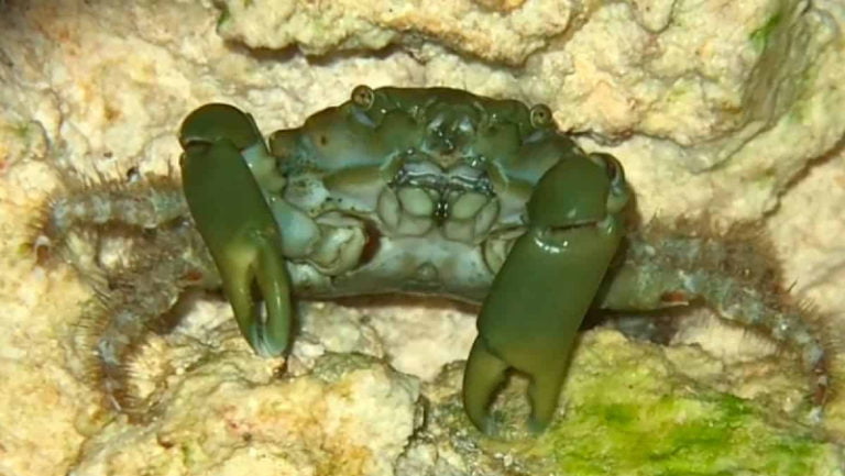 How Often Do Emerald Crabs Molt? Are They Dead Or Molting?