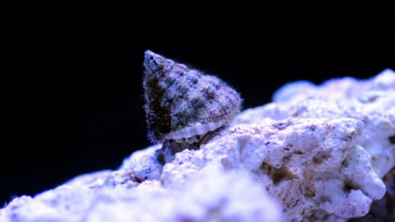 How To Acclimate Snails Saltwater? (7 Easy Steps)