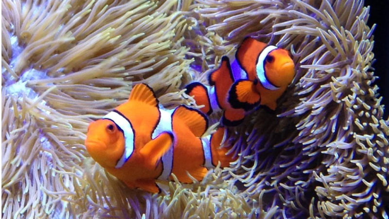Definitive Guide On How To Breed Clownfish?