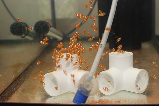 How To Care For Clownfish Baby