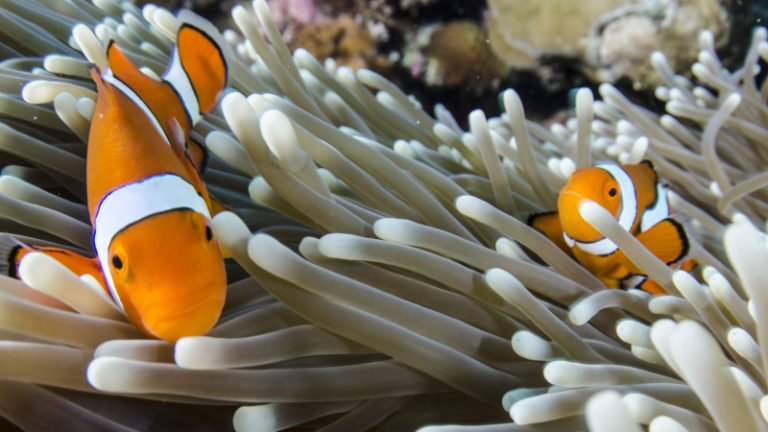 How To Get Clownfish To Go Into Anemone? (7 Easy Tips)
