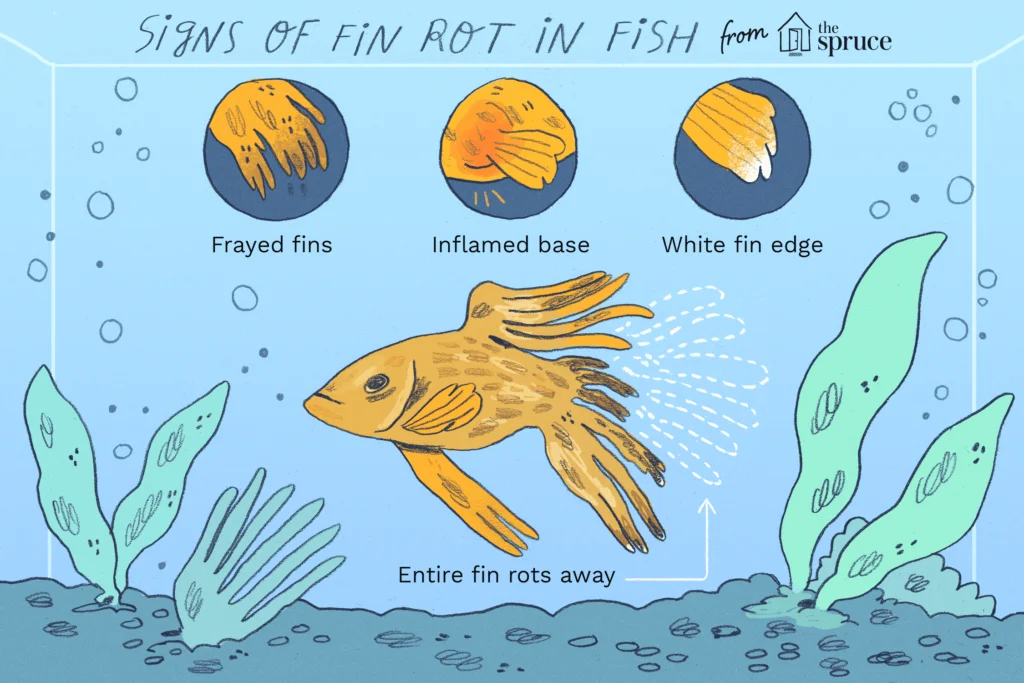 How To Realize Rot On Clownfish's Fin?