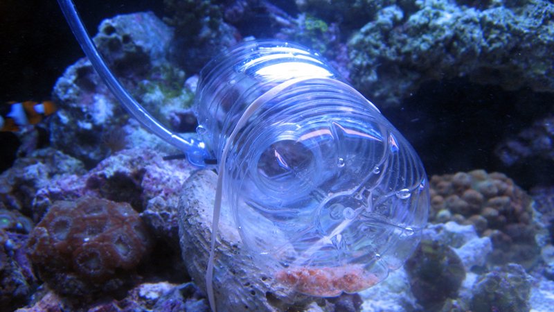 How To Trap A Mantis Shrimp Successfully?