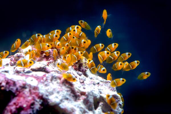 Juvenile clownfish