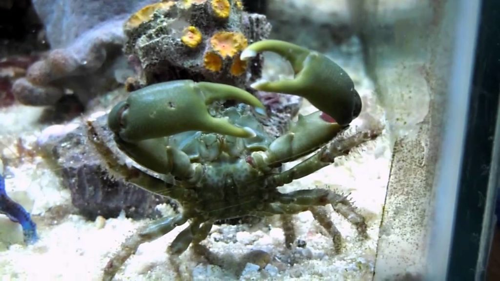 Kind of environment emerald crab like should have live rock
