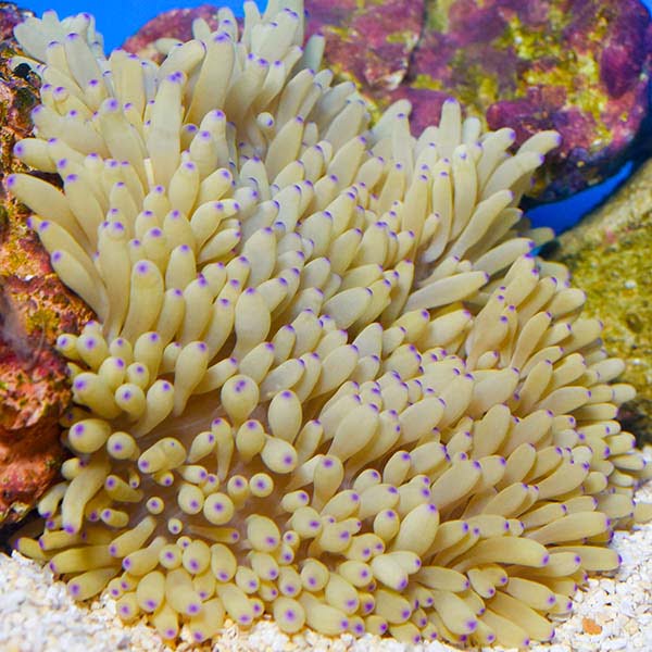 Leather Sea Anemones