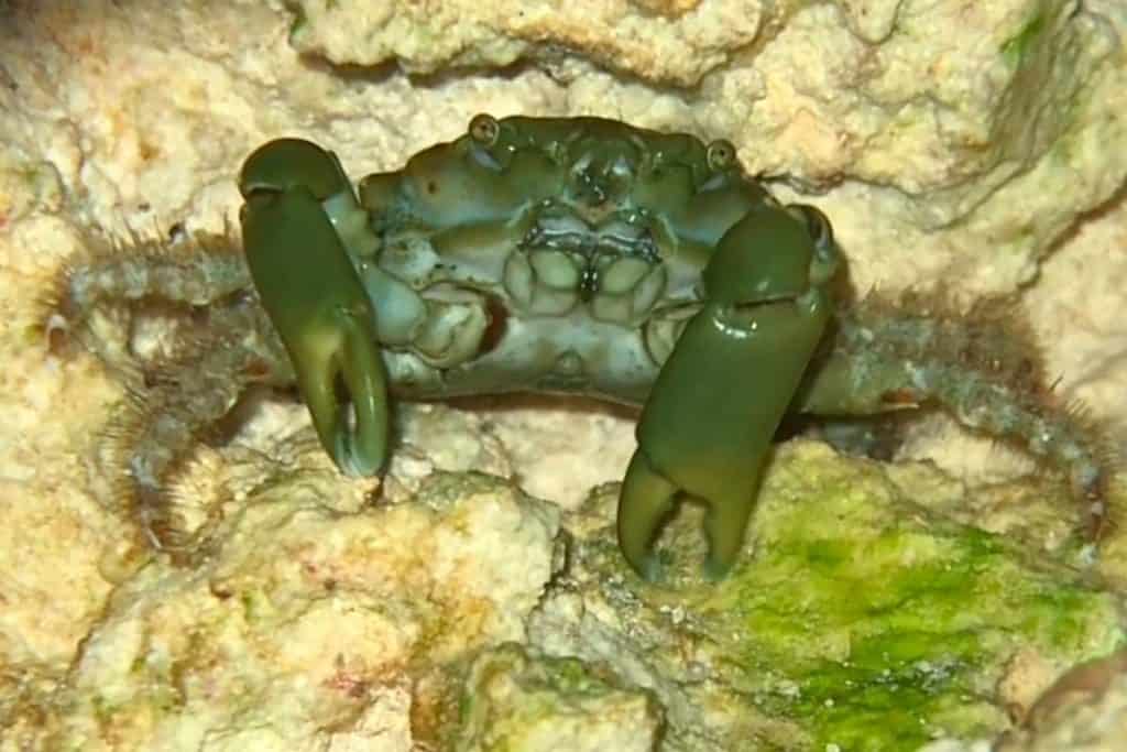 Lifespan of emerald crab