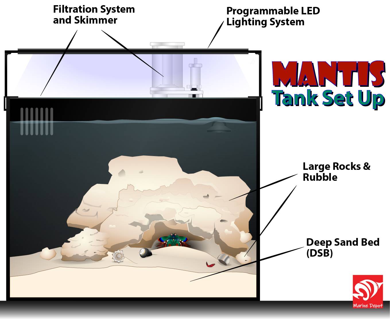 Mantis Shrimp Tank Size How To Set Up A Suitable Tank?