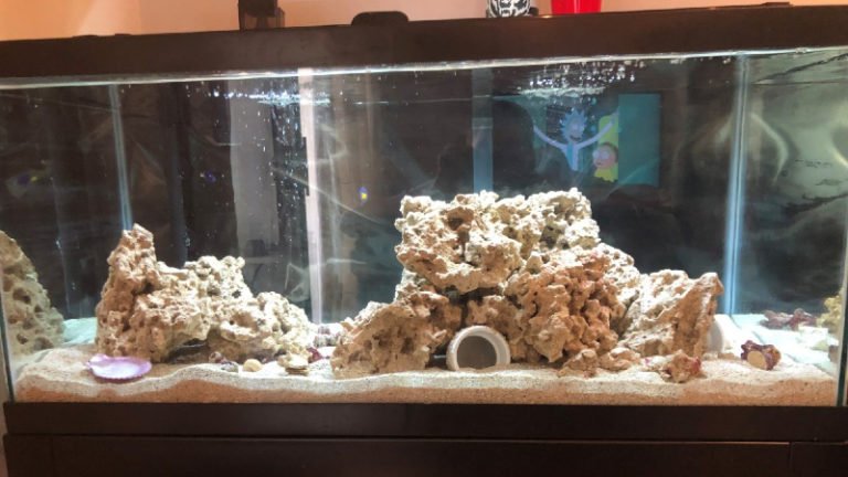 Mantis Shrimp Tank Size - How To Set Up A Suitable Tank?