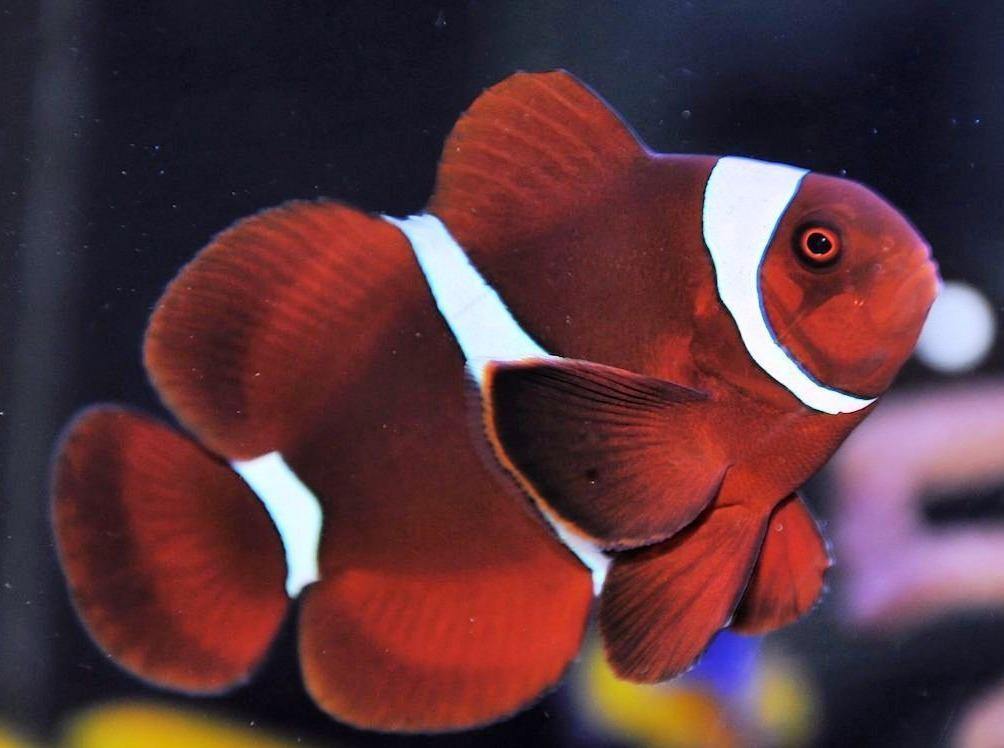 Maroon clownfish