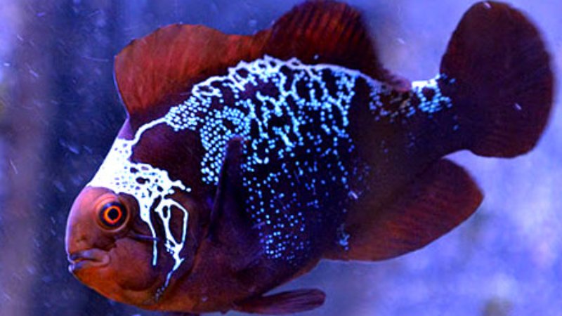 Aggressive Maroon Clownfish And 4 Ways To Calm Down Them