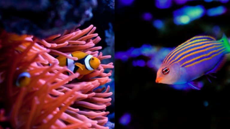 Mixing Clownfish In Same Tank - Top 4 Facts About Clownfish