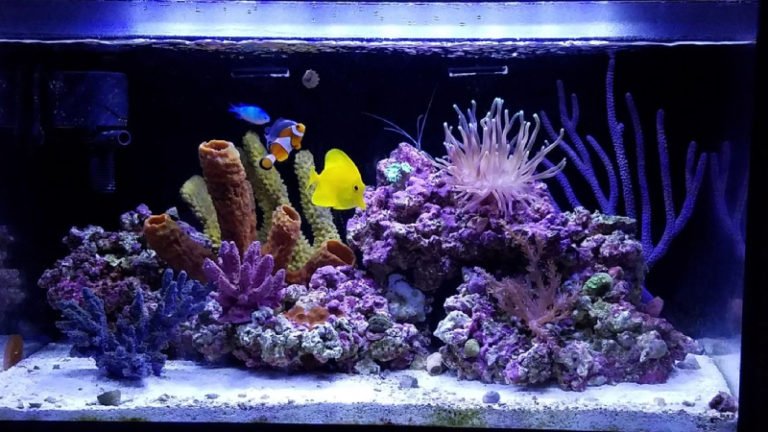 Is Raising Multiple Clownfish In One Tank Unbelievable?