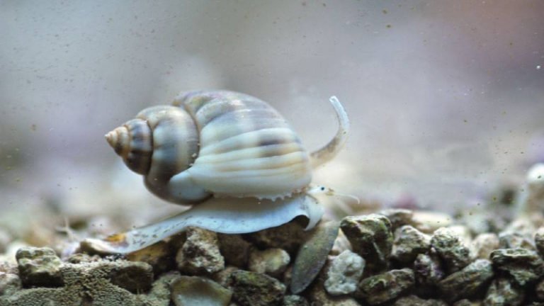Small snail eating fish