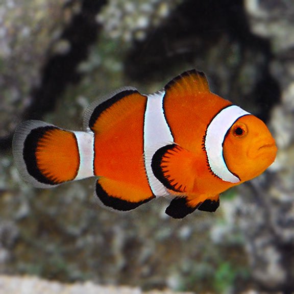 Ocellaris Clownfish