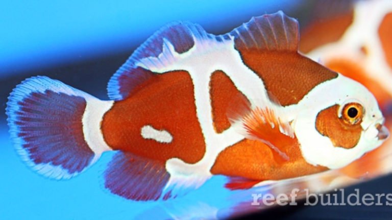 Peacekeeper Maroon Clownfish: 4 Awesome Secrets