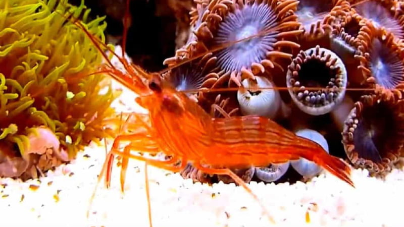 What Is Peppermint Shrimp Lifespan? - Ultimate Care Guide