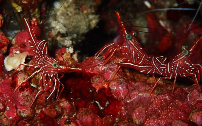 Peppermint shrimp like to be with their own kind
