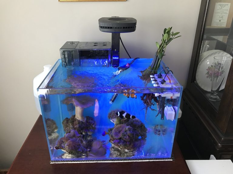 Best Clownfish Water Temperature And 4 Influencing Factors