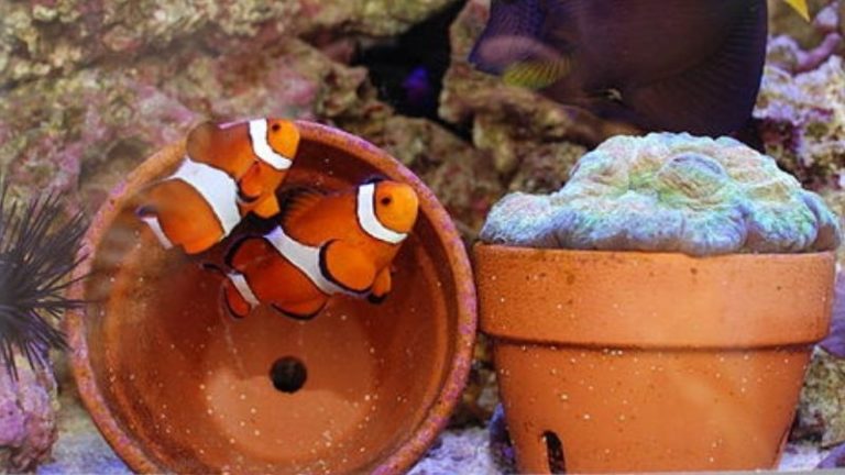 pregnant clownfish