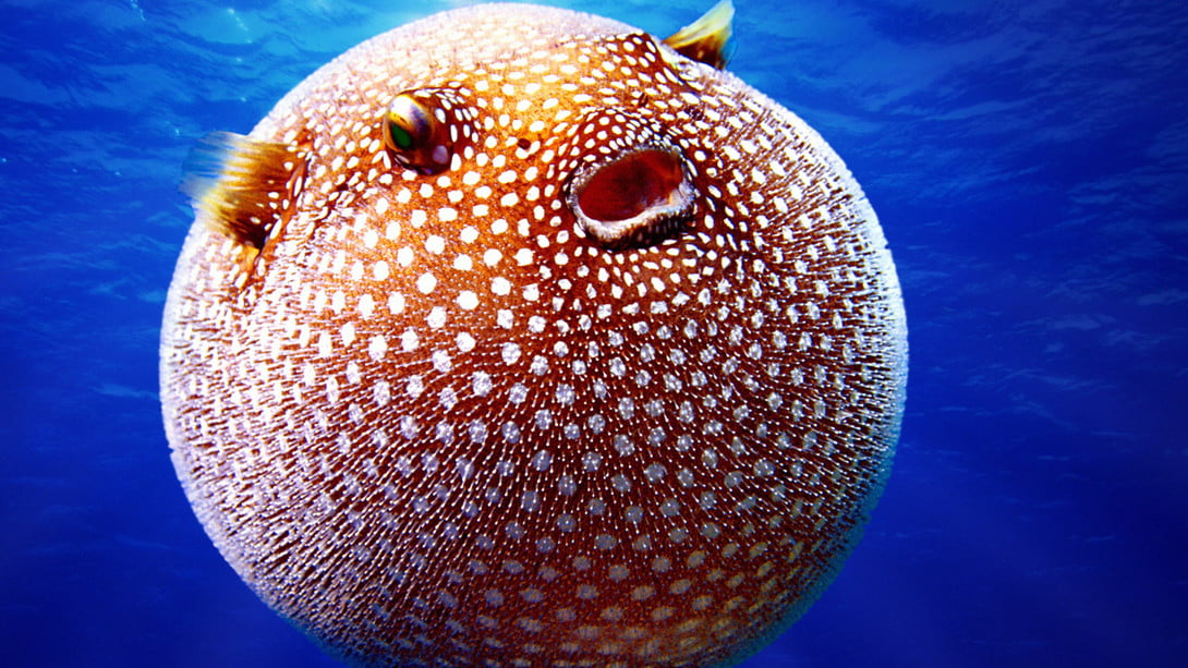 Do Puffer Fish Eat Crabs? Top 5 Impressed Facts About Puffer Fish